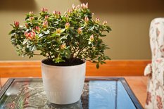 Donica okrągła MAGNOLIA 250 w połysku 8l - Miniaturka zdjęcia nr 7