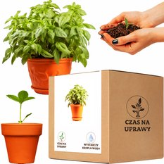 Zestaw do uprawy Bazylia pospolita aromatyczna - komplet 25 nasion doniczka podłoże