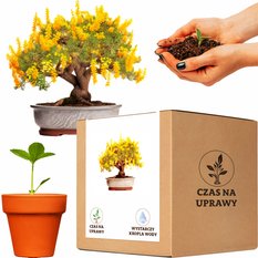 Zestaw do uprawy Akacja Srebrzysta bonsai - komplet 5 nasion doniczka podłoże