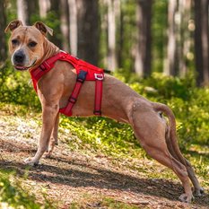 Szelki antyucieczkowe dla psa Truelove Hiking czerwone XL - Miniaturka zdjęcia nr 2