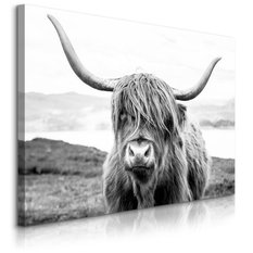 Obraz Do Salonu Krowa Szkocka Klify Czarno-Biały  120x80 Krajobraz Natura - Miniaturka zdjęcia nr 1