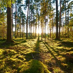 Fototapeta Las Zachód Słońca Dekoracja do Salonu Natura 3D - Miniaturka zdjęcia nr 4
