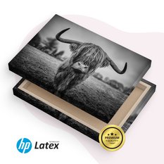 Obraz Do Sypialni Dzika Krowa Szkocka  40x30 Natura Czarno-Biały Pejzaż - Miniaturka zdjęcia nr 8