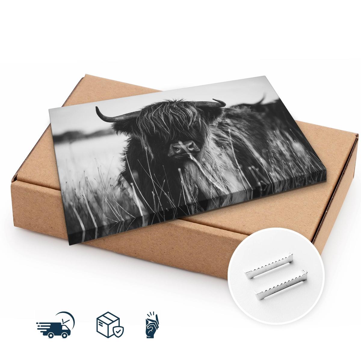 Obraz Do Sypialni Krowa Szkocka Czarno-Biały  120x80 Pejzaż Polana Natura nr. 10