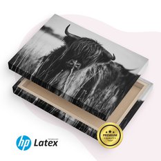 Obraz Do Sypialni Krowa Szkocka Czarno-Biały  120x80 Pejzaż Polana Natura - Miniaturka zdjęcia nr 8