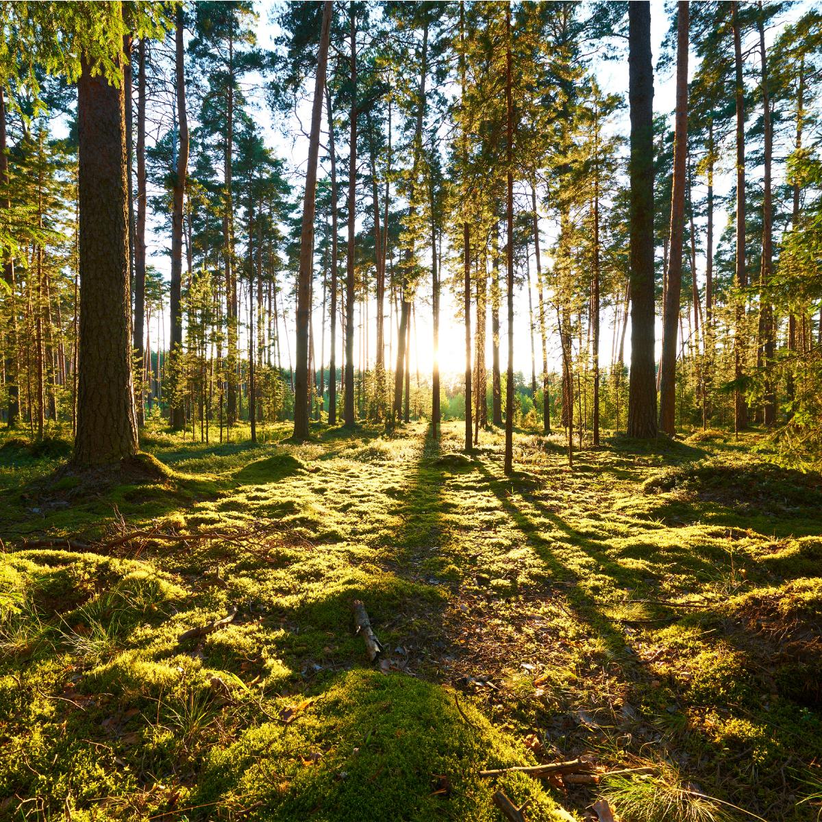 Fototapeta Las Zachód Słońca Dekoracja do Salonu Natura 3D nr. 4