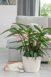 Doniczka okrągła Mika 23 + podstawka - Miniaturka zdjęcia nr 2