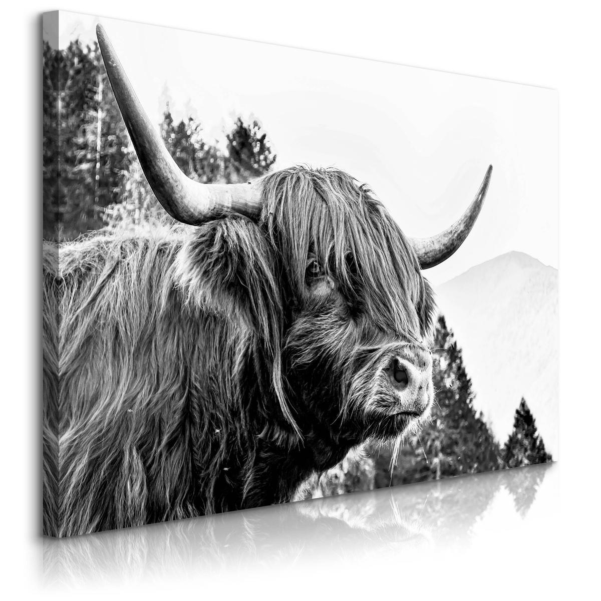 Obraz Do Salonu Krowa Szkocka Czarno-Biały 120x80 Pejzaż Góry Las Natura 