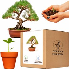 Zestaw do uprawy Dąb rzeczny drzewko bonsai - komplet 5 nasion doniczka podłoże 