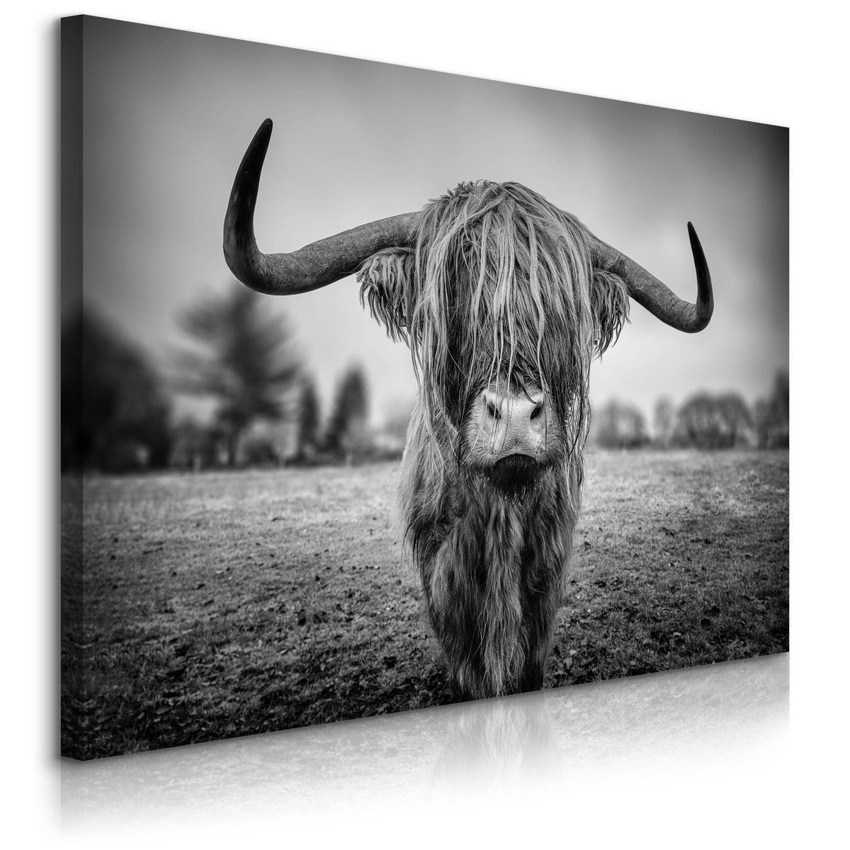 Obraz Do Sypialni Dzika Krowa Szkocka 120x80 Natura Czarno-Biały Pejzaż