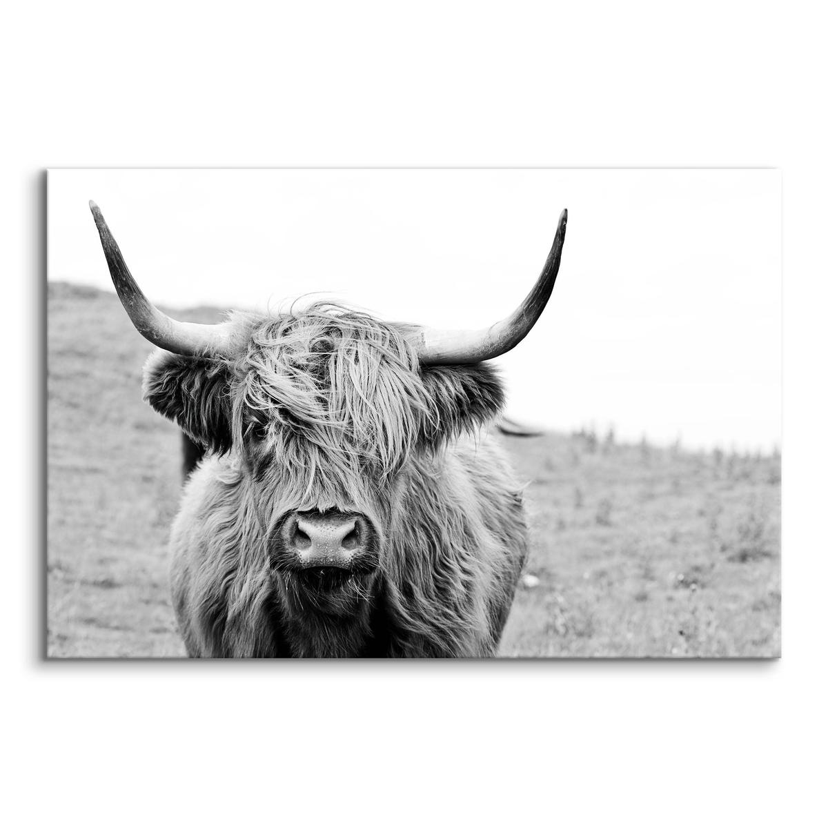 Obraz Na Płótnie Krowa Szkocka Czarno-Biały  120x80 Krajobraz Natura Polana nr. 2