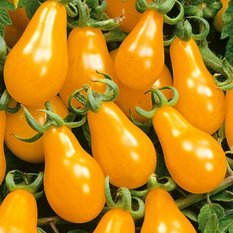 Nasiona Pomidora koktajlowego Perun - 10 nasion pomidorów koktajlowych 