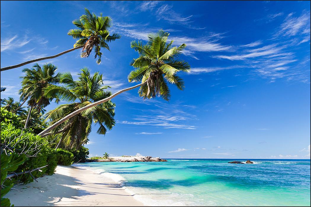 Fototapeta Plaża Ocean Palmy Dekoracja Tropikalna z Modnym efektem 3D nr. 6