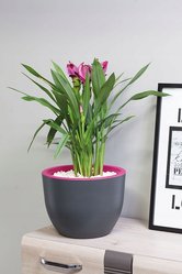 Dwukolorowa doniczka Muna 40 Okrągła donica śr40cm - Miniaturka zdjęcia nr 2