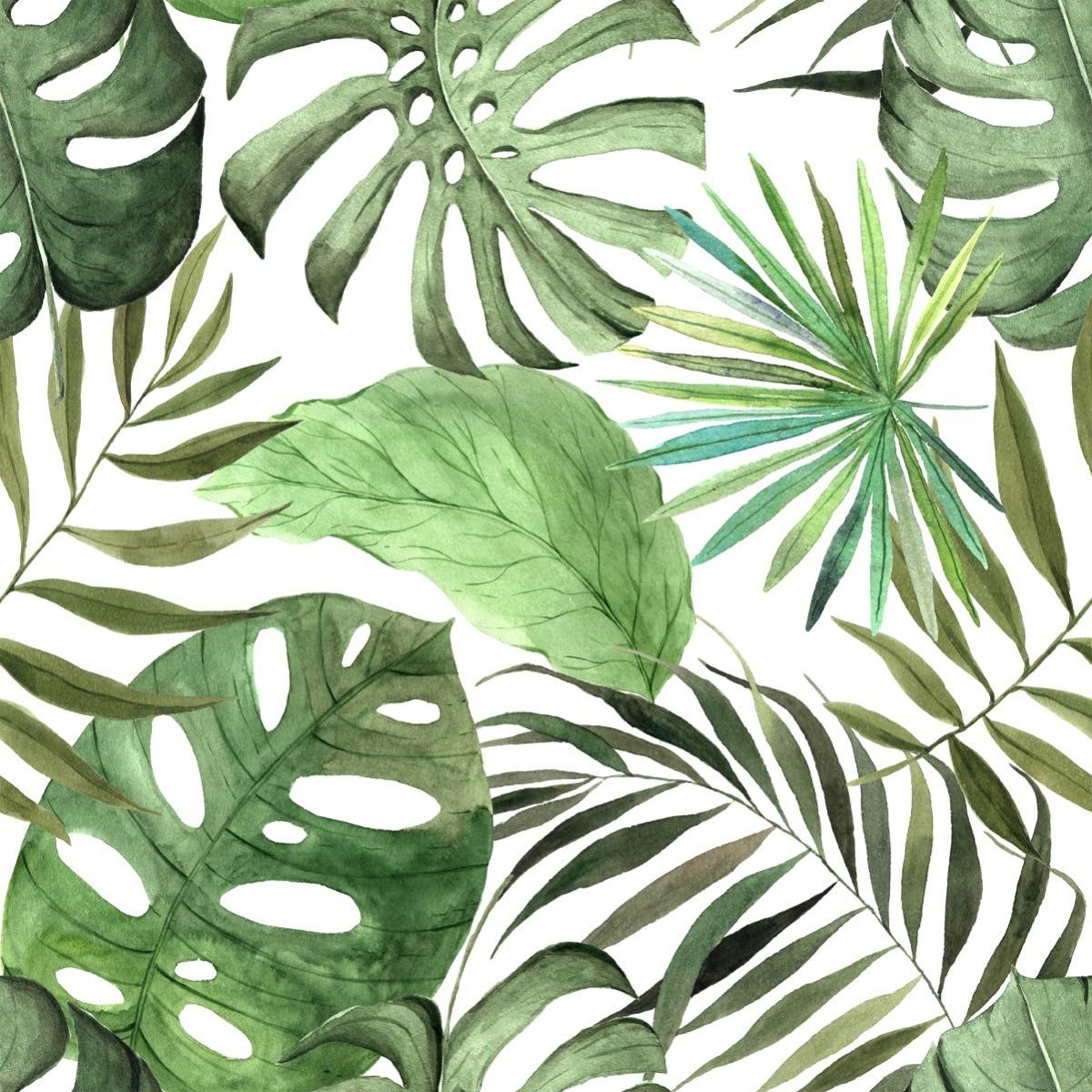Tapeta, Duże, Egzotyczne Liście, Tropikalna Monstera nr. 4