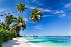Fototapeta Plaża Ocean Palmy Dekoracja Tropikalna z Modnym efektem 3D - Miniaturka zdjęcia nr 6