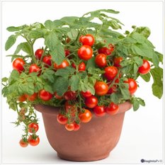 Pomidor koktajlowy bajaja odmiana balkonowa  - nasiona komplet 10 nasion