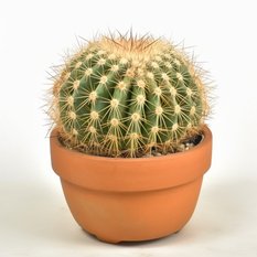 Kaktus Fotel teściowej kulisty - 5 nasion kaktusa 