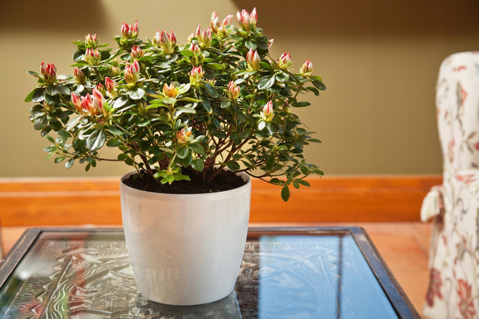 Donica okrągła MAGNOLIA 250 w połysku 8l nr. 7