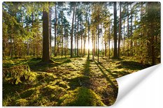 Fototapeta Las Zachód Słońca Dekoracja do Salonu Natura 3D - Miniaturka zdjęcia nr 1