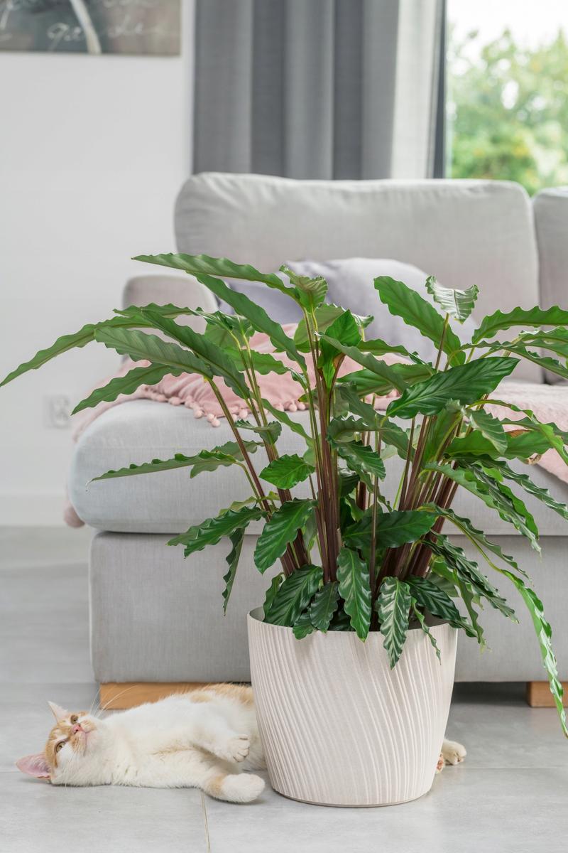 Doniczka okrągła Mika 23 + podstawka nr. 2