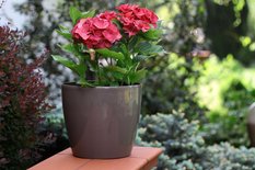 Donica okrągła MAGNOLIA 250 w połysku 8l - Miniaturka zdjęcia nr 10