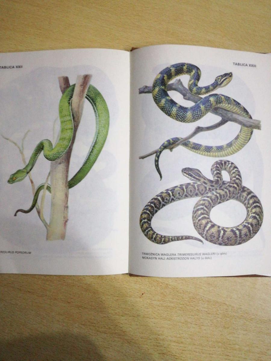 Książka Atlas Jadowite węże świata. nr. 7