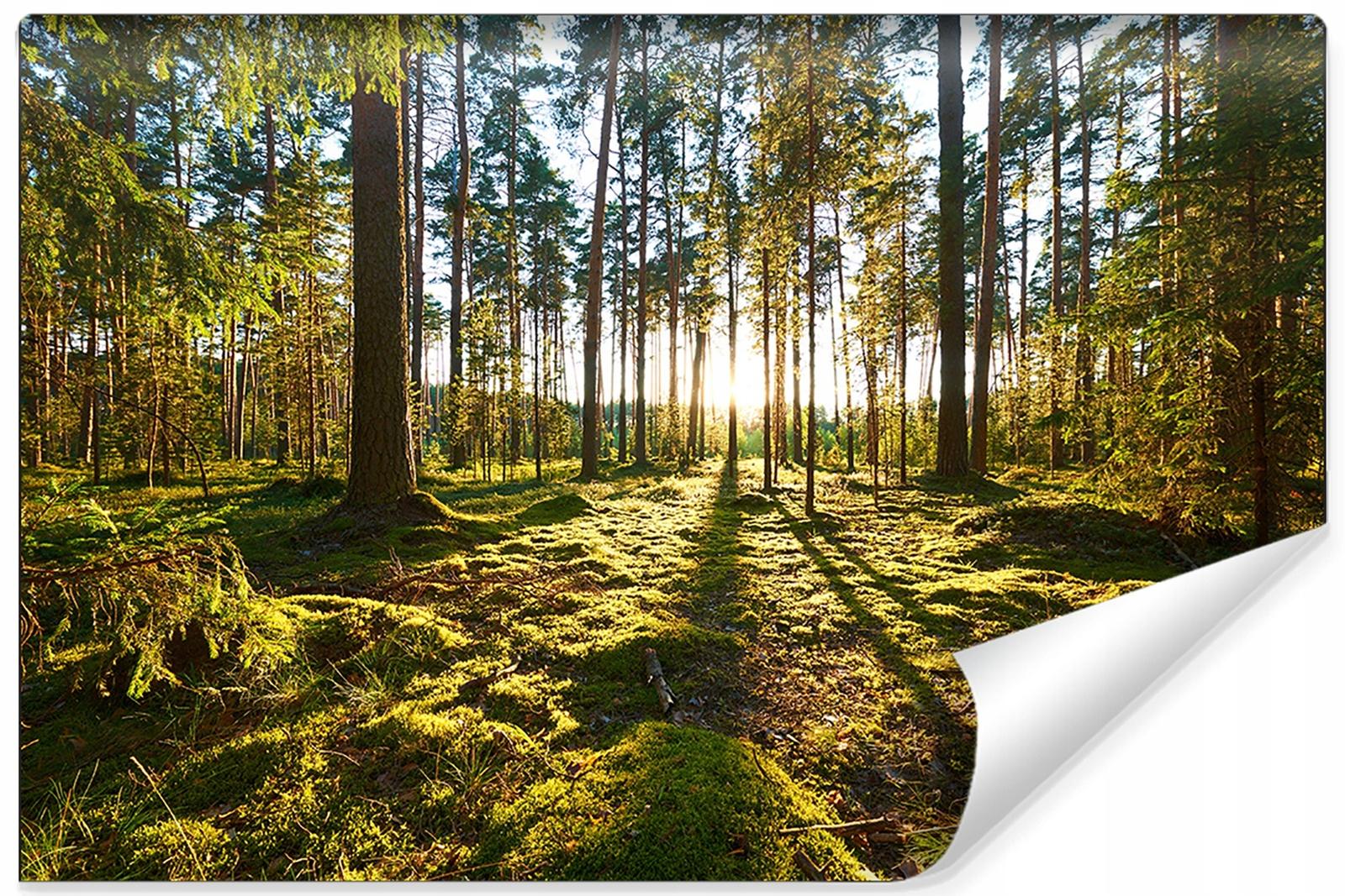 Fototapeta Las Zachód Słońca Dekoracja do Salonu Natura 3D nr. 1