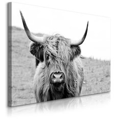 Obraz Na Płótnie Krowa Szkocka Czarno-Biały  120x80 Krajobraz Natura Polana - Miniaturka zdjęcia nr 1