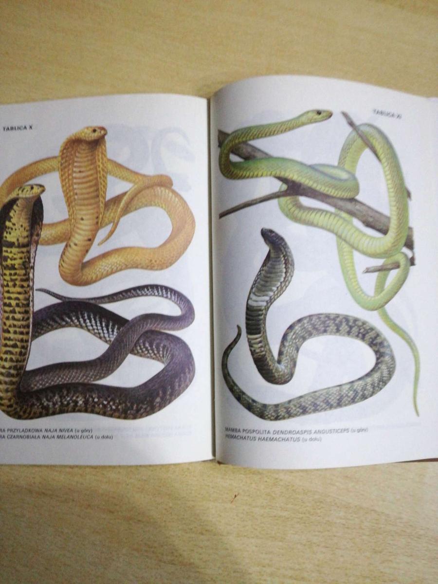 Książka Atlas Jadowite węże świata. nr. 6
