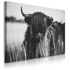 Obraz Do Sypialni Krowa Szkocka Czarno-Biały  120x80 Pejzaż Polana Natura - Miniaturka zdjęcia nr 1