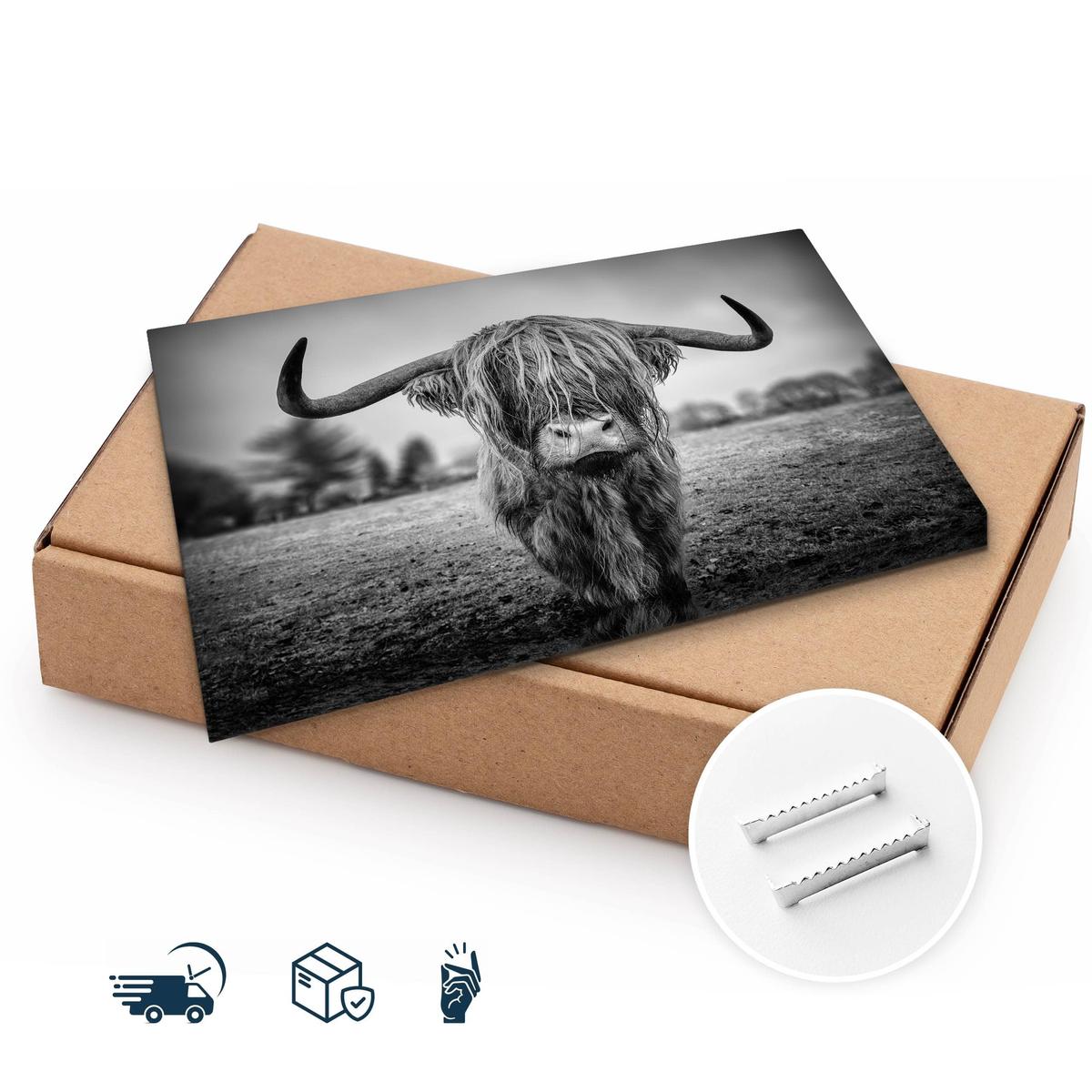Obraz Do Sypialni Dzika Krowa Szkocka  40x30 Natura Czarno-Biały Pejzaż nr. 10